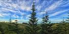 Norfolk Island Pine - NSW T (PBH4 00 12287)